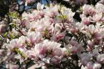 Cieszyńskie magnolie